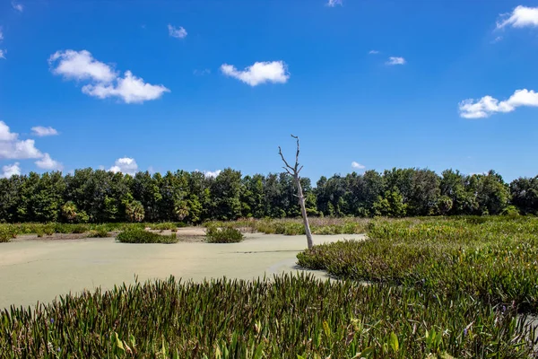 干旱时期的佛罗里达沼泽 — 图库照片