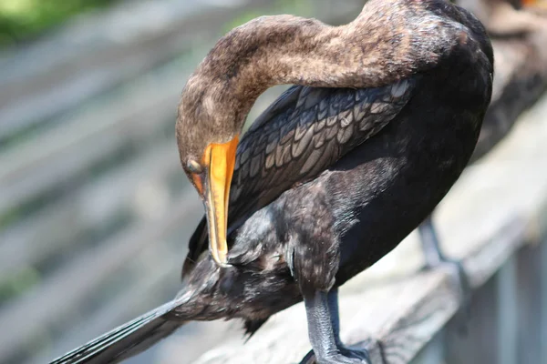 Pájaro Cormorán Con Ojos Verde Azulado — Foto de Stock