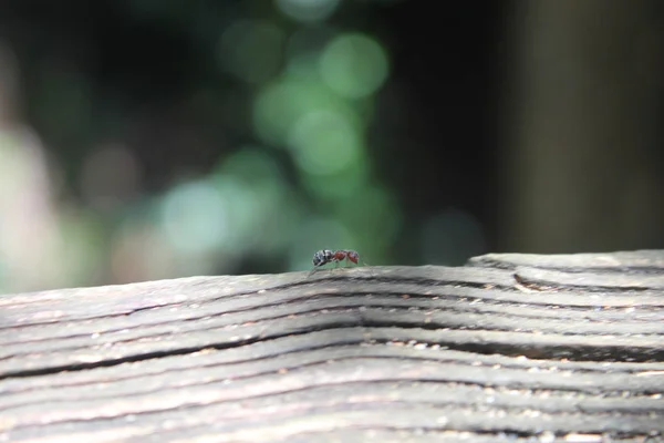 Orman Ormanda Yürürken Karınca — Stok fotoğraf