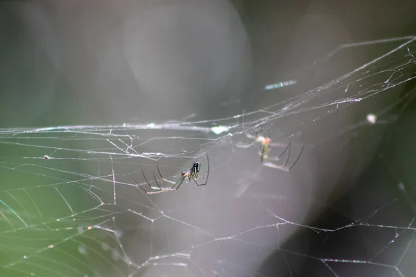 Leucauge Argyra Aranha Também Conhecido Como Pomar Orb Weaver Pântano — Fotografia de Stock