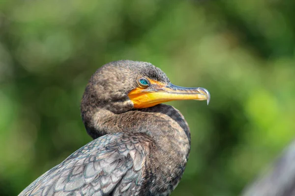 Aalscholver Zangvogels Florida Swamp Met Teal Ogen — Stockfoto