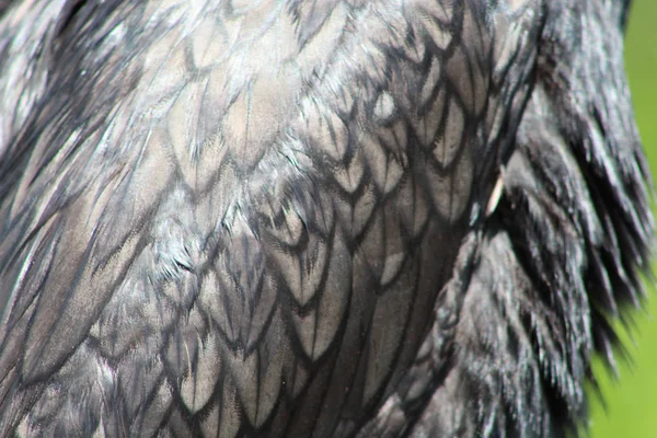 Svart fågel med Teal Eyes i Florida — Stockfoto