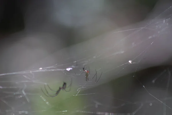 Leucauge Argyra Örümceği Aynı Zamanda Florida Daki Bir Bataklıkta Orchard — Stok fotoğraf