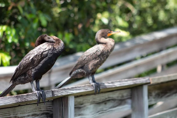 Kormorán Pták Florida Bažina Očima Šedozelená — Stock fotografie