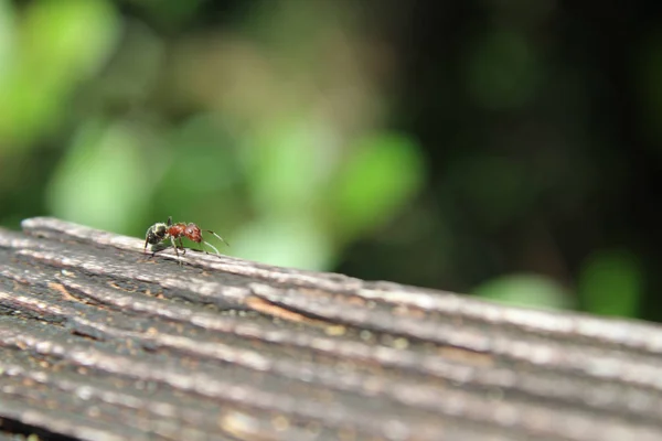 Karınca Bir Oturum — Stok fotoğraf
