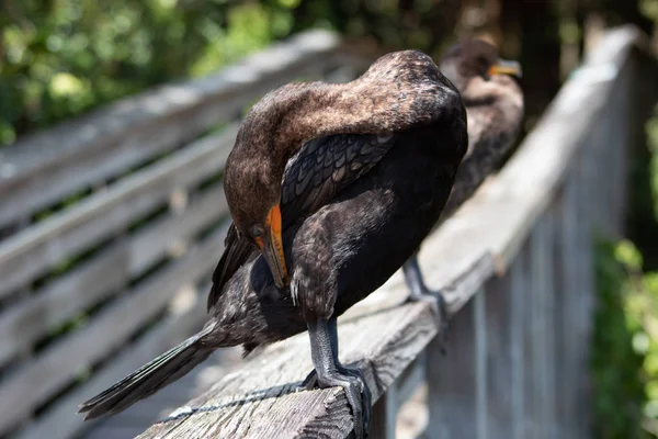 Storskarv Fågel Florida Swamp Med Grönblå Ögon — Stockfoto