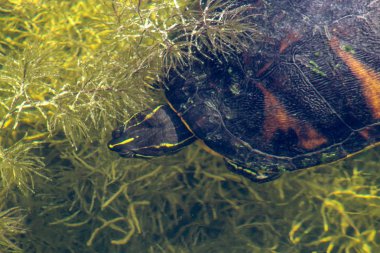 The Florida red-bellied cooter or Florida redbelly turtle is a species of turtle in the family Emydidae.