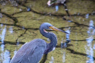 Üç renkli heron aka Egretta üç renkli florida bataklıkta gölet ve göllerde