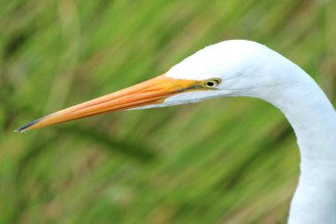 Yeşil Cay sulak, Florida bataklıklarında gölet ve göllerde büyük ak balıkçıl