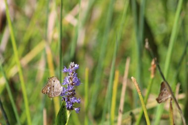 Beyaz Tavus kuşu kelebek aka anartia jatrophae
