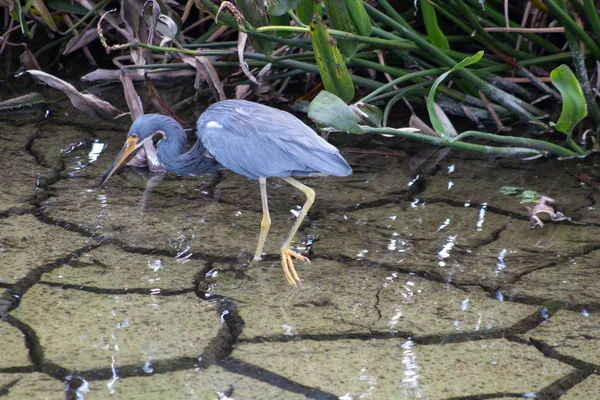 Héron Tricolore Alias Egretta Tricolore Pataugeant Dans Marais Floride — Photo