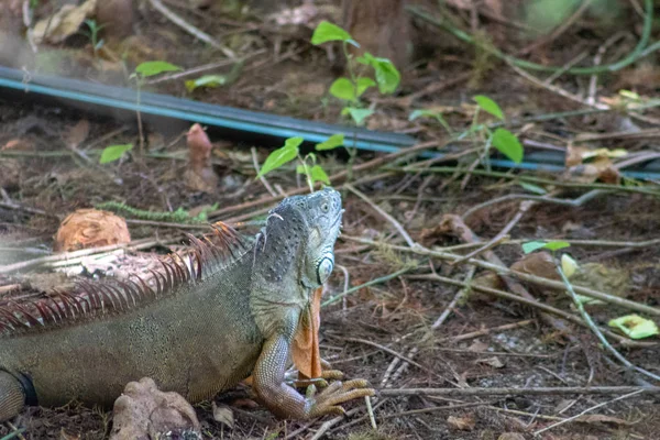 Grande Iguana Verde Nella Palude Della Florida Zona Umida Green — Foto Stock