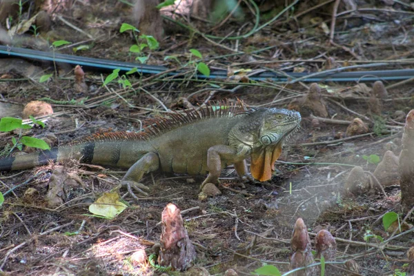 Büyük Yeşil Iguana Yeşil Cay Sulak Florida Bataklık Içinde — Stok fotoğraf