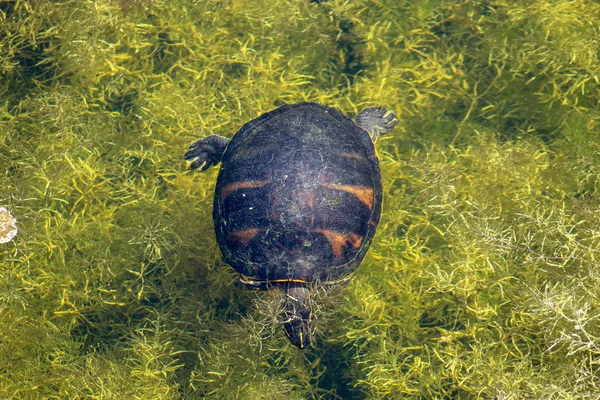 Tartaruga Dal Ventre Rosso Della Florida Tartaruga Dal Ventre Rosso — Foto Stock