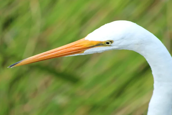 Grande Egret Vagando Nos Pântanos Flórida Pântano Green Cay — Fotografia de Stock