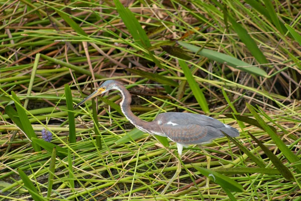 Tricolor Heron Egretta Tricolor Wading Florida Swamp — Stock Photo, Image