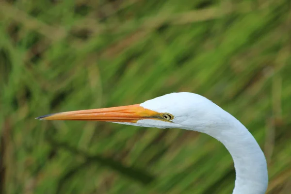 Gran Garza Vadeando Los Pantanos Florida Humedal Green Cay — Foto de Stock