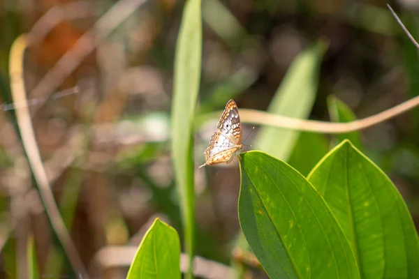 Beyaz Tavuskuşu Kelebeği Diğer Adıyla Anartia Jatrophae Florida Teksas Amerika — Stok fotoğraf