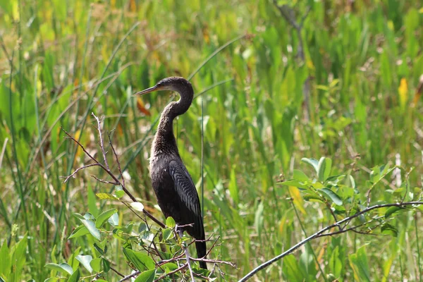 フロリダの沼地のアンヒンガ蛇鳥 — ストック写真