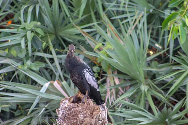 Falco Nella Palude Della Florida Appollaiato Albero — Foto Stock