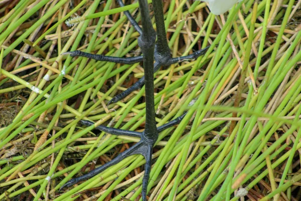 Tricolor Czapla Vel Egretta Tricolor Brodząc Florydzie Swamp — Zdjęcie stockowe