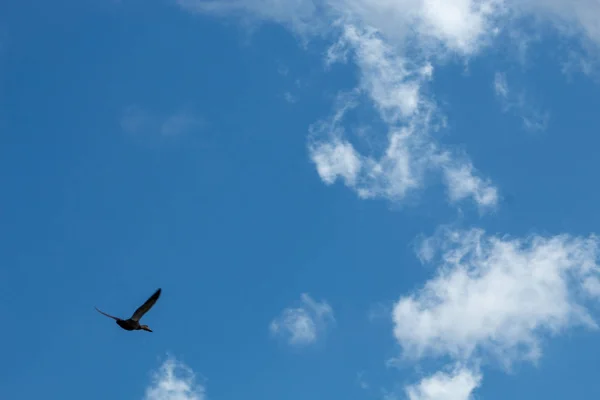 青い空を飛んでいるフロリダの泥地でホークします — ストック写真