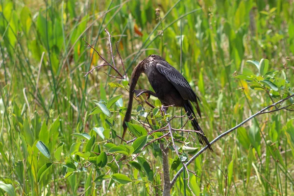 Amerikaanse Slangenhalsvogel Slang Vogel Het Moeras Van Florida — Stockfoto