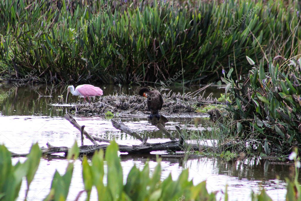 pink Roseate Spoonbill in Florida swamp