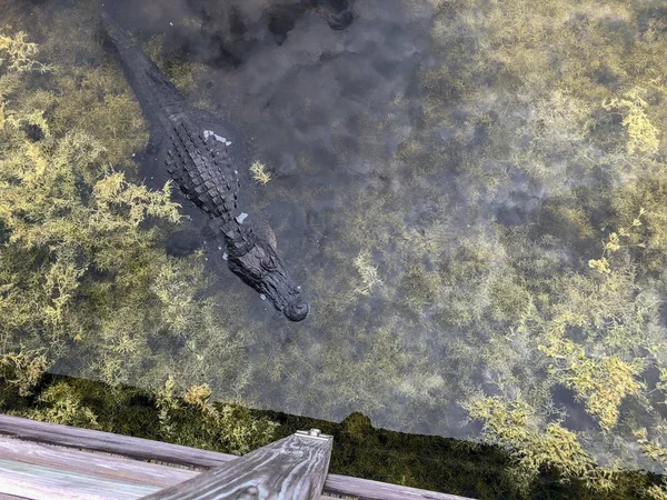 フロリダ州のグリーンケイ湿地帯の湿地の海岸にある大きなワニは — ストック写真