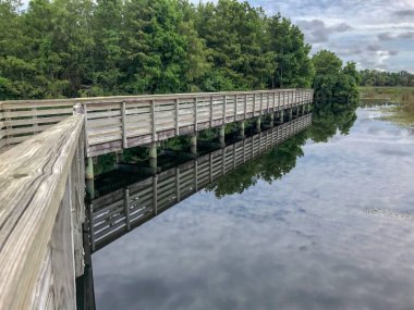 Yeşil Cay doğada Florida bataklıkta bir yükseltilmiş yol korumak Florida'da