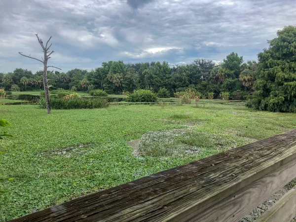Árbol Alto Pantano Florida —  Fotos de Stock