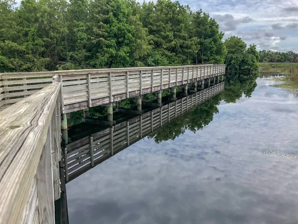 Yeşil Cay doğada Florida bataklıkta bir yükseltilmiş yol korumak Florida'da