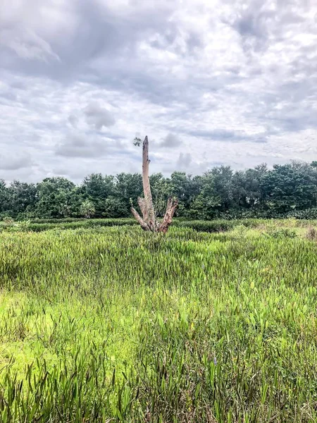 Ett Högt Träd Florida Swamp — Stockfoto