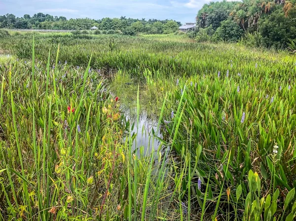 Színes Őszi Vadvirágok Florida Mocsár — Stock Fotó