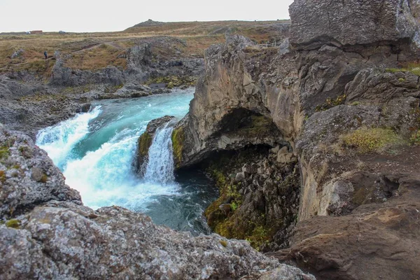 Fiori Campo Cascate Nel Nord Est Dell Islanda — Foto Stock