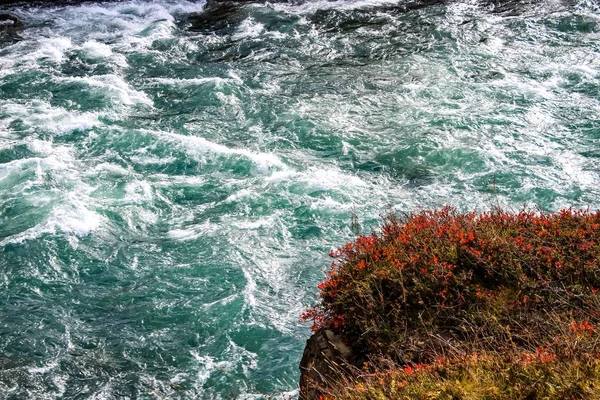 Fiori Campo Cascate Nel Nord Est Dell Islanda — Foto Stock