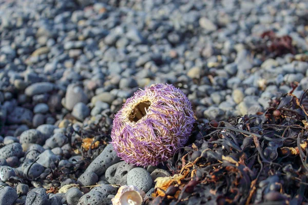 Fioletowy Urchin Spiczasty Czarnej Plaży Islandii — Zdjęcie stockowe