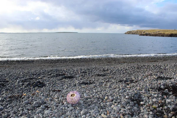 Lila Seeigel Einem Schwarzen Strand Island — Stockfoto