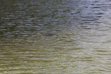 Bataklıkta timsah kafası