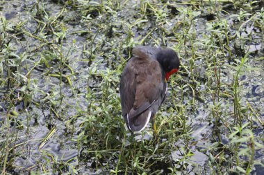 Bataklıktaki Moorhen ördeği