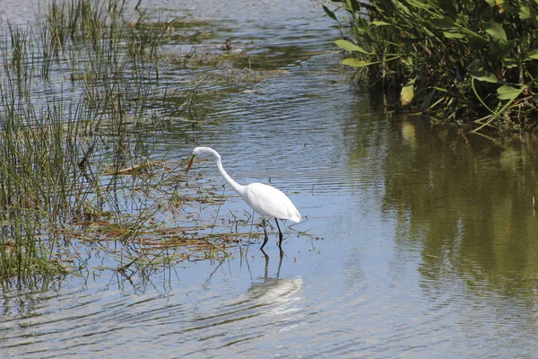 Vit ibis vadar i kärret — Stockfoto