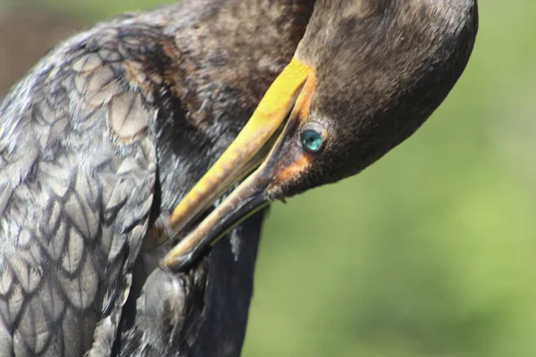 Cormoran aux yeux turquoise dans le marais — Photo