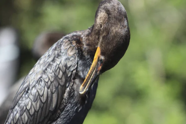 Cormorant with turquoise eyes in the swamp — ストック写真