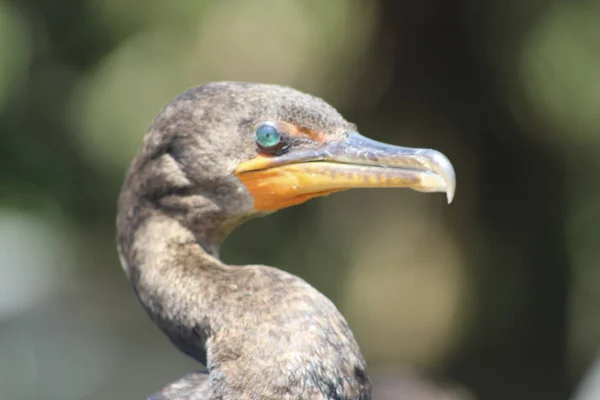 Cormorant with turquoise eyes in the swamp — ストック写真