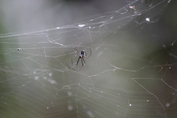 佛罗里达沼泽地里的蜘蛛 — 图库照片
