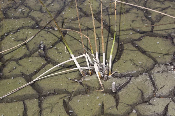 Dry cracked clay in swamp — Stock Photo, Image