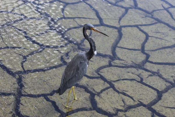 Louisiana-Reiher auf rissiger Erde — Stockfoto