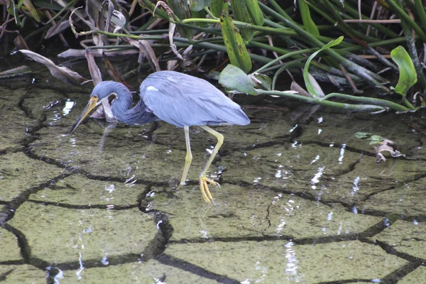 Héron de Louisiane sur terre fissurée — Photo