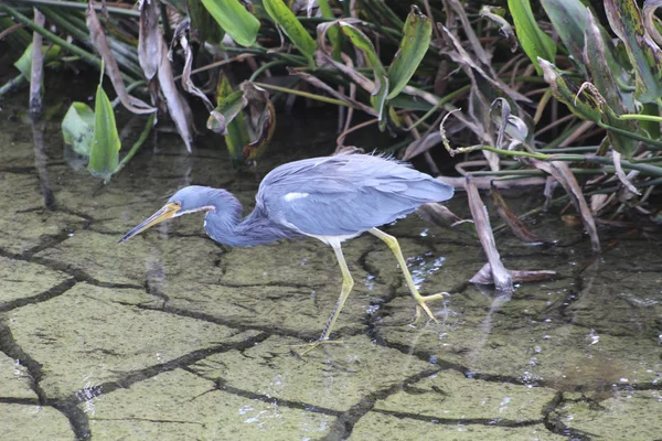 Héron de Louisiane sur terre fissurée — Photo