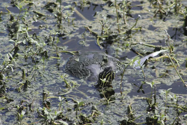 Schildkröte schwimmt im Sumpf — Stockfoto